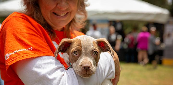Woman in an orange Best Friends volunteer T-shirt holding a little red and white heeler puppy