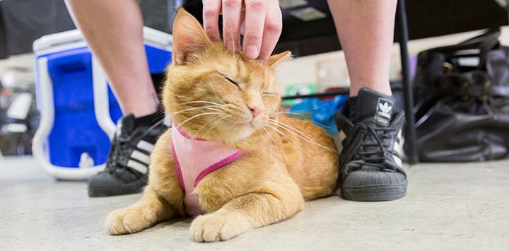 Workplace giving helps cats like this orange tabby getting a scratch on the head