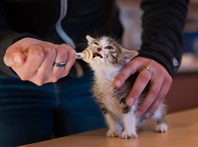Person holding a standing kitten while syringe feeding her