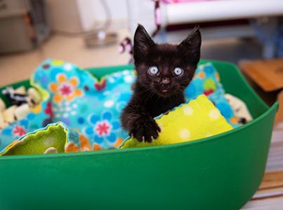 Black kitten in a green bowl filled with multi-colored blankets