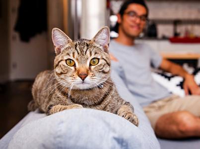 Tabby cat on the back of a couch with a person in the background