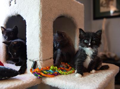Black and white kitten with three littermates playing in a cat tree