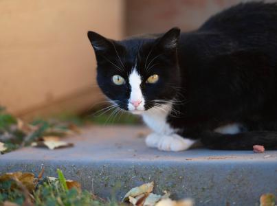 Black and white community cat with an ear-tip