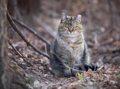 Ear-tipped community cat in wooded are next to tree