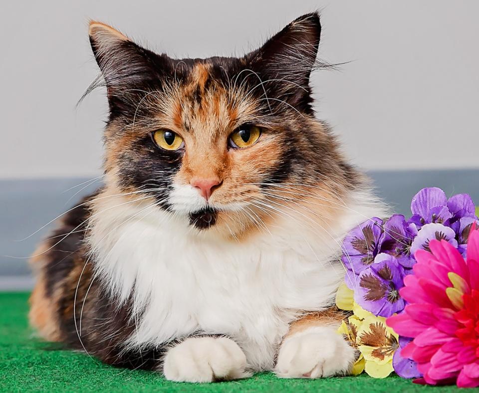 Sandy the calico cat next to some bright-colored flowers