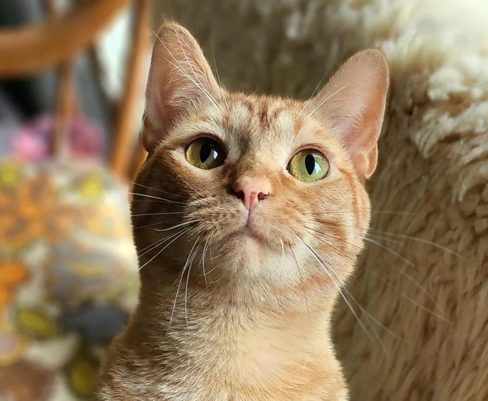Orange tabby cat in a home