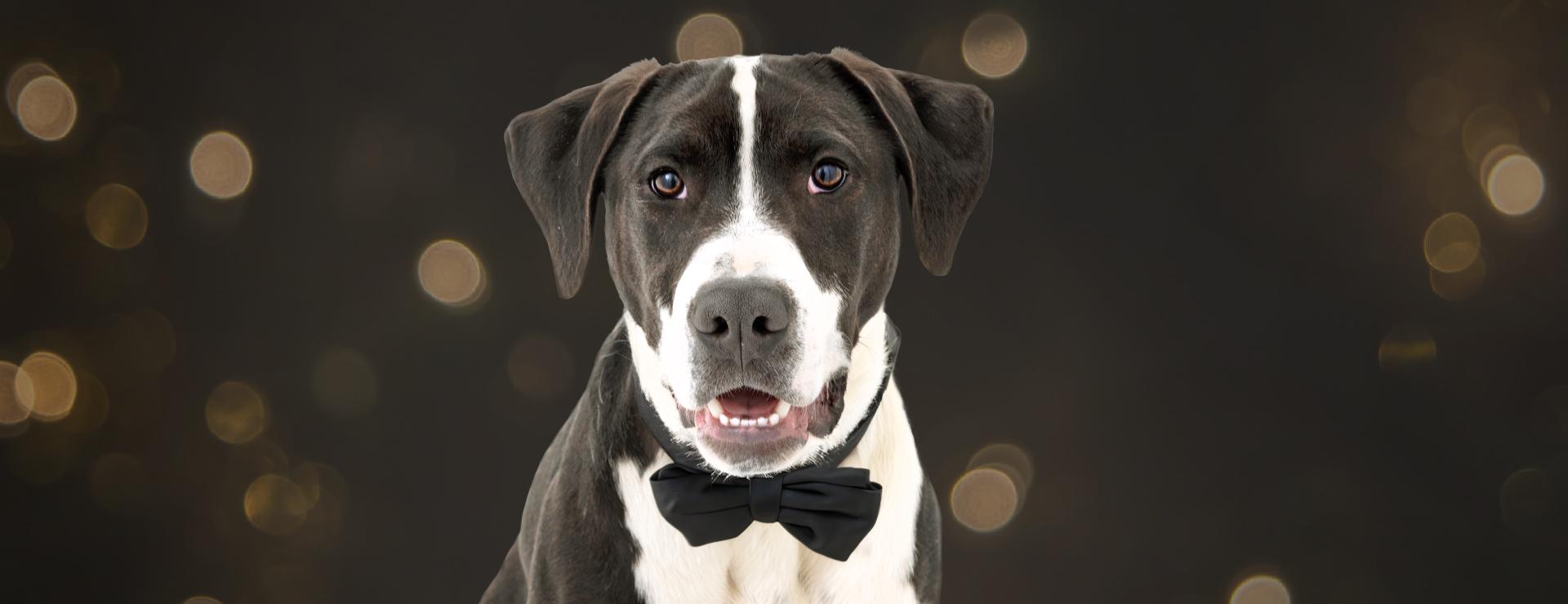 Dog wearing bowtie in front of a sparkly background