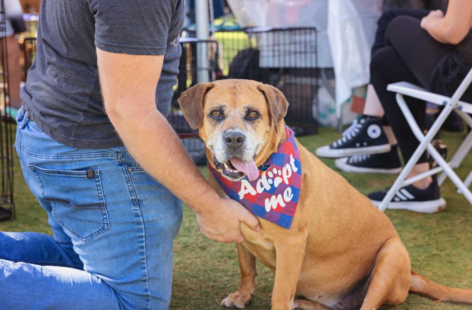 Person reaching down to pet a gray-muzzled brown dog wearing an Adopt Me bandanna