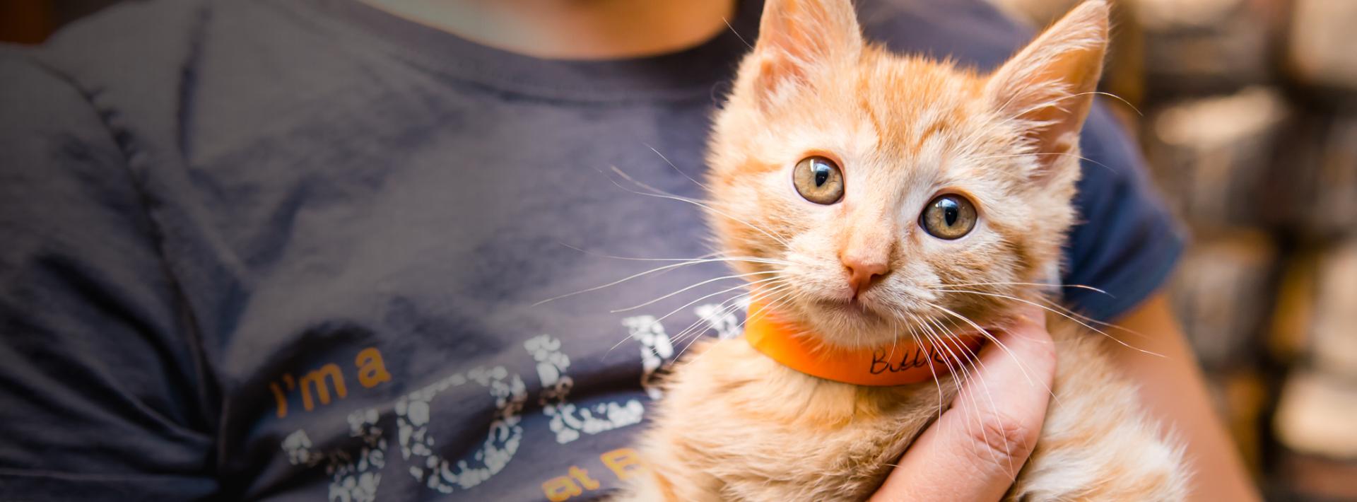 Person wearing a gray shirt holding an orange tabby kitten wearing an orange collar