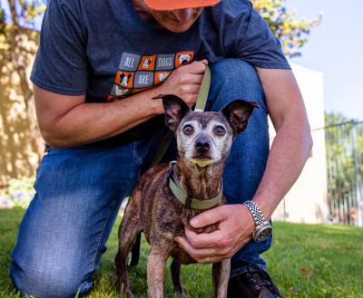 Person kneeling down with an adoptable dog in Los Angeles