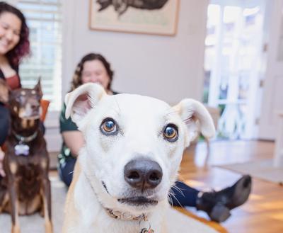 White dog in the foreground with two people and another dog in the background, in a home