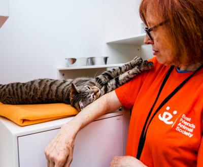 Tabby cat lying on his side reaching out to touch a volunteer wearing an orange Best Friends T-shirt