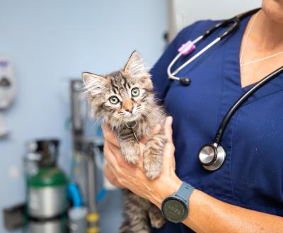 Small kitten being examined by a veterinary professional