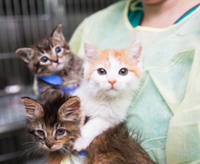 Person wearing a medical gown holding three kittens