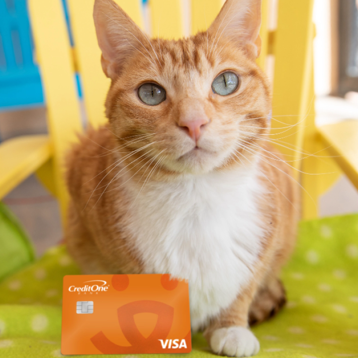 Orange and white cat on a yellow chair with a Best Friends credit card