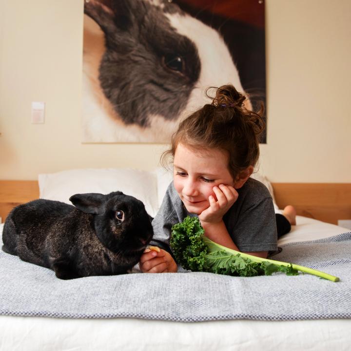 Person looking at a bunny eating lettuce on a bed