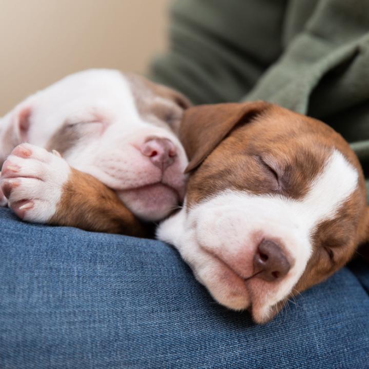 Two puppies sleeping on a person's lap