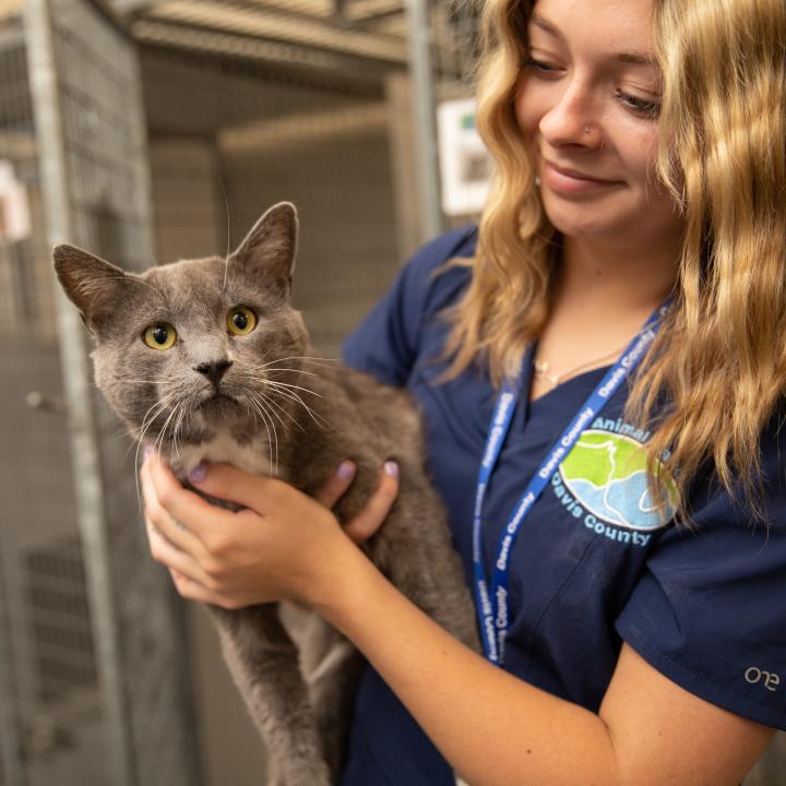 Worker holding gray cat in shelter environment