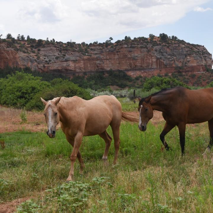 Three horses walking in canyon pasture