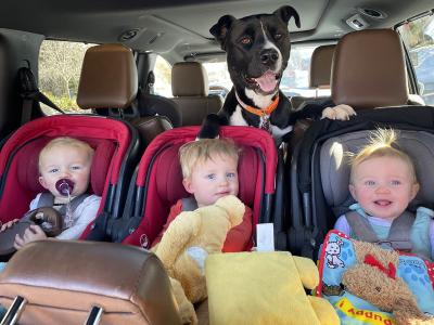 Olive the dog behind three toddlers in car seats in a vehicle