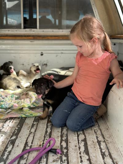 Child in bed of a pick-up with puppies, petting one of them