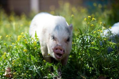 Brooke the baby piglet with her mouth open outside in some grass