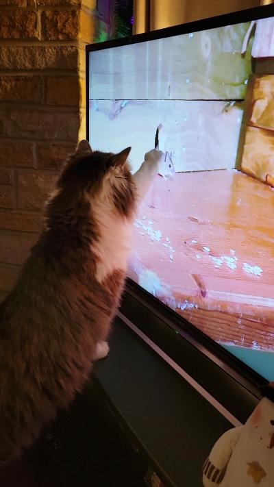Dolly Parton the cat touching a television screen featuring a mouse