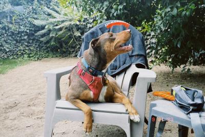 Vera the dog sitting in an outside chair