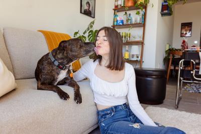 Chloe the dog, on a couch, kissing the face of her person who is sitting beside the couch