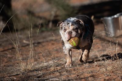 Cobra the bulldog running outside with a ball in his mouth