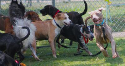 Multiple dogs in a play yard running and playing