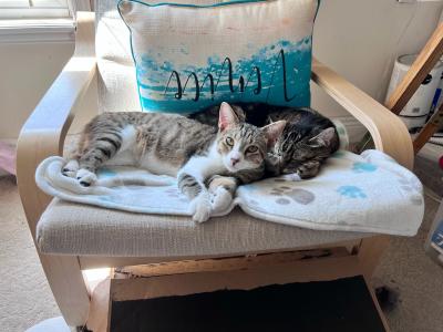 Dixon the cat lying snuggled next to Tigger the cat, together on a pad on a chair