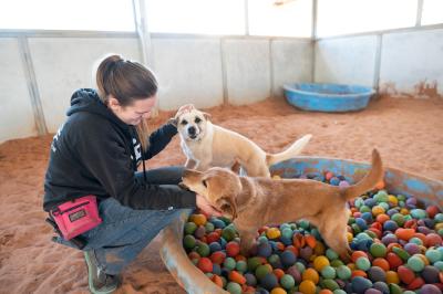 Butterfly and Dorian the dogs in a ball pit with a person petting them