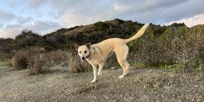 Gilda the dog outside on a hike
