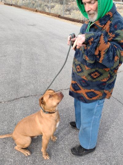 Person walking a large brown dog on a leash