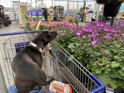 Rainbow Bright the dog in a shopping cart looking at flowers in a store