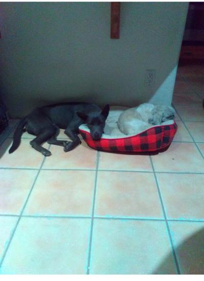 Maddie the dog lying with her head on a red and black plaid dog bed containing another smaller dog