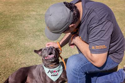 Person kneeling down to pet the head of a happy dog who is wearing an 'Adopt Me' bandanna