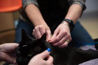 Miles the kitten receiving acupuncture with a needle in his forehead and a person's hands administering another