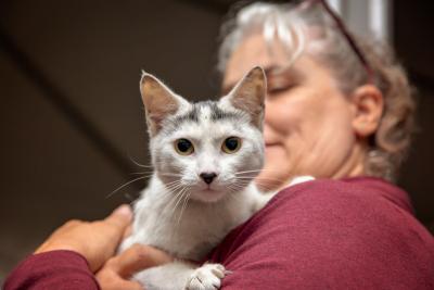 Person holding a white and black cat at a NKLA Super Adoption event