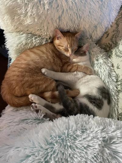 Jax and Joy the cats sleeping snuggled together on a fluffy blanket