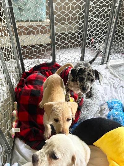 Sonny with two littermates in a gated in enclosed foster area on a red plaid blanket