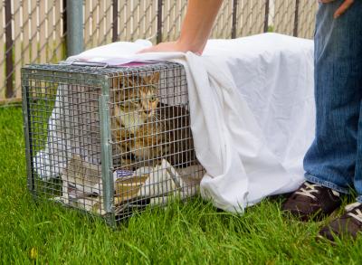 Calico cat in a humane trap partially covered with a sheet with a person next to it