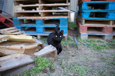 Black community cat in front of stacks of pallets