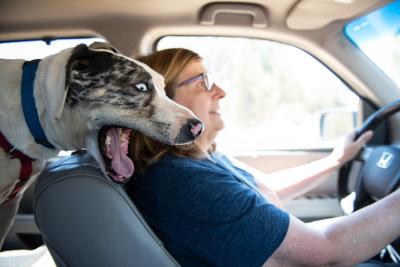 Volunteer Susan Fishbein driving with a dog yawning from the back seat
