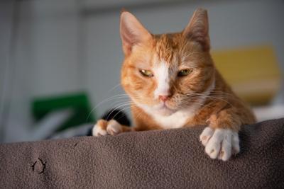 Adored the orange tabby and white cat with her head and front paws over the side of a brown blanket