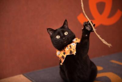 Jako the cat wearing a Halloween collar reaching out to a string toy with his paw