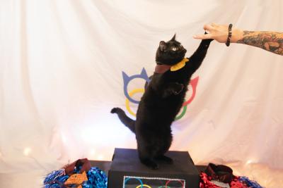 Jako the cat reaching his paw up to a person's hand while sanding on an Olympics podium with an Olympics backdrop