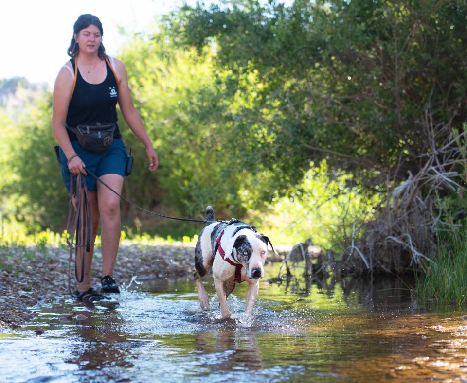Person and dog hiking in a creek