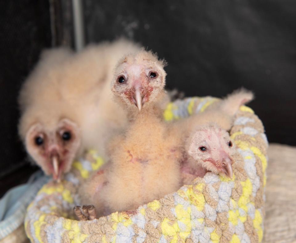 Three baby owls in a kennel together on a bed